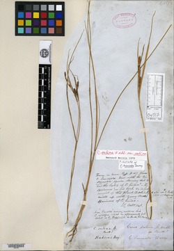 Carex lanceata image
