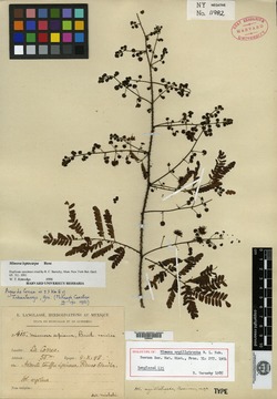 Image of Mimosa argillotropha