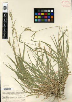 Image of Urochloa ophryodes