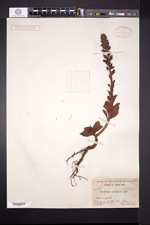 Echeveria australis image