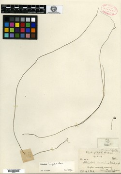 Image of Utricularia hispida