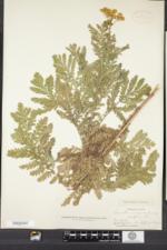 Tanacetum vulgare subsp. vulgare image