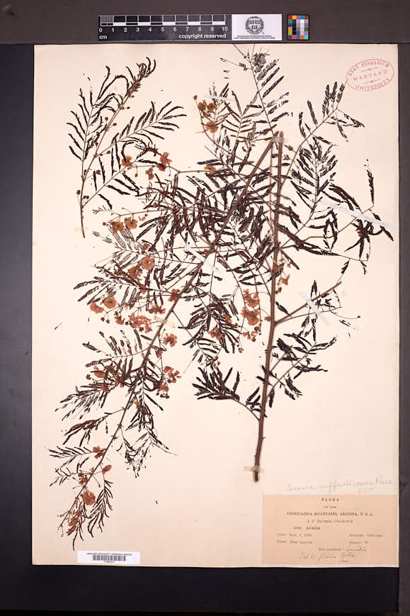 Acaciella angustissima var. suffrutescens image