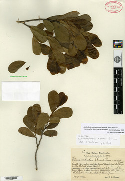 Image of Cinnamodendron ekmanii