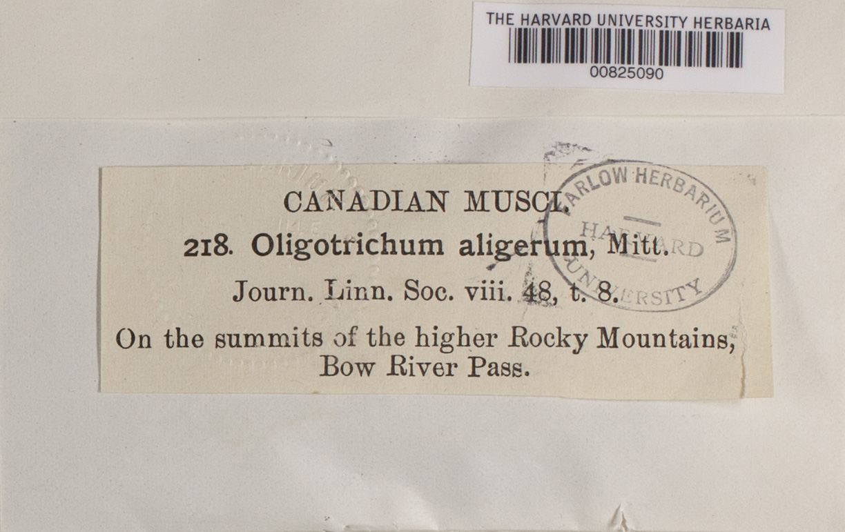 Oligotrichum aligerum image
