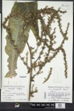 Image of Verbascum speciosum