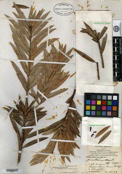 Image of Podocarpus guatemalensis