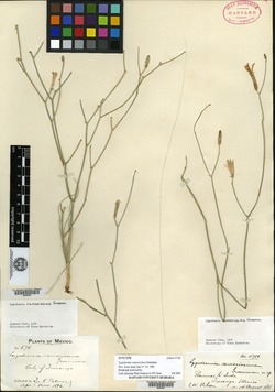 Lygodesmia ramosissima image