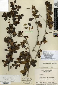 Image of Rochefortia barloventensis