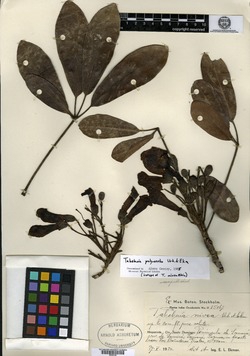 Image of Tabebuia polyantha
