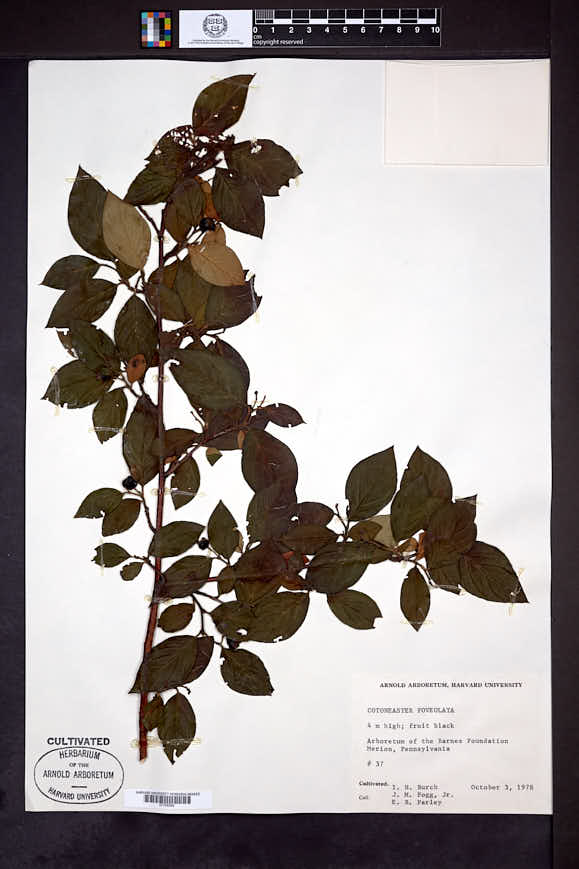 Cotoneaster foveolatus image