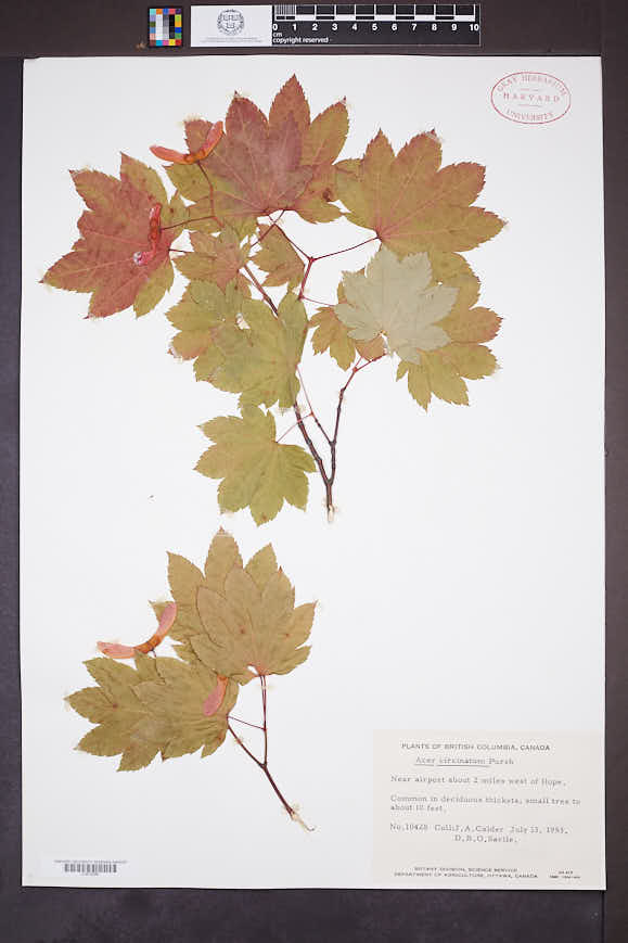 Acer circinatum image