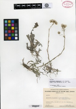 Image of Antennaria rousseauii