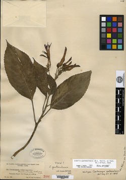 Lobelia guatemalensis image