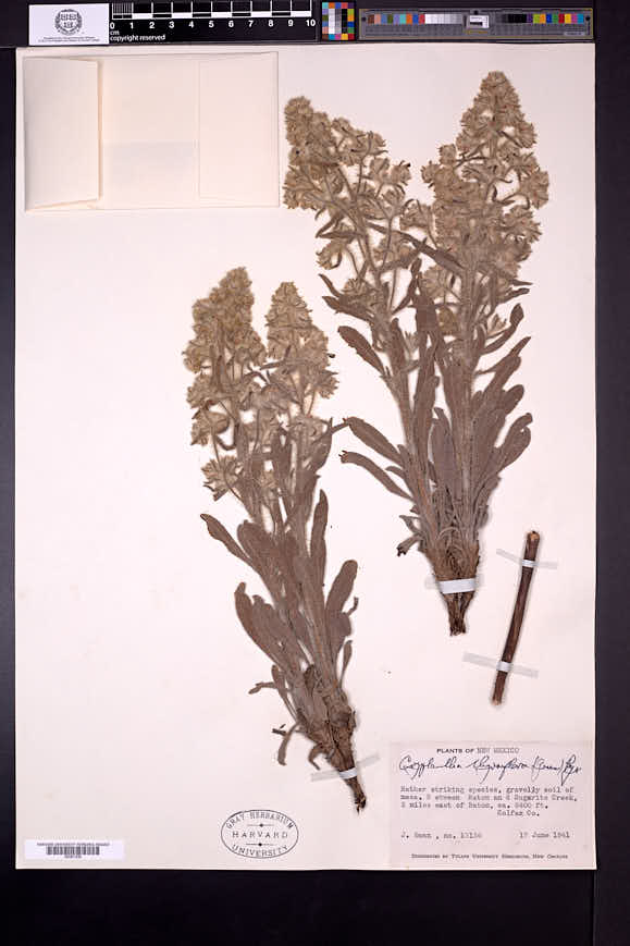 Cryptantha thyrsiflora image