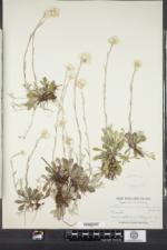 Antennaria howellii subsp. canadensis image