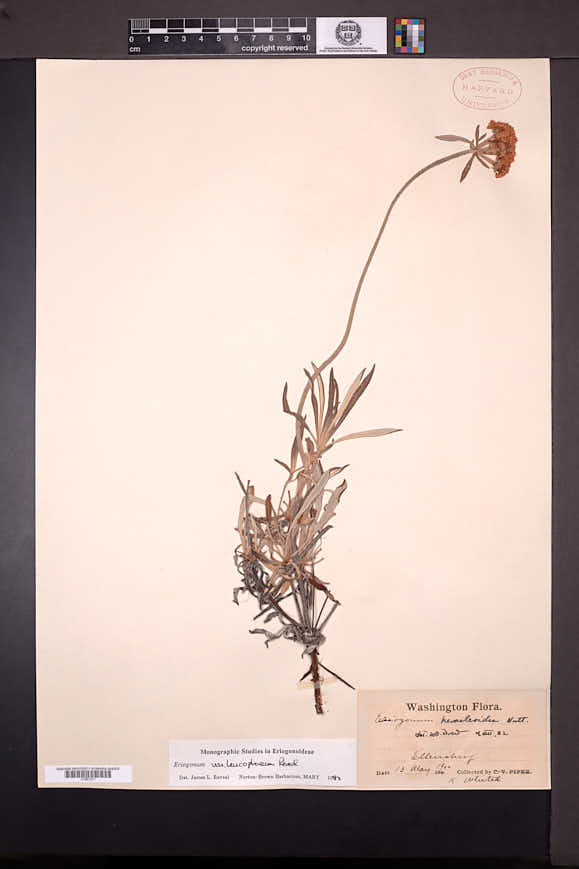Eriogonum heracleoides var. leucophaeum image