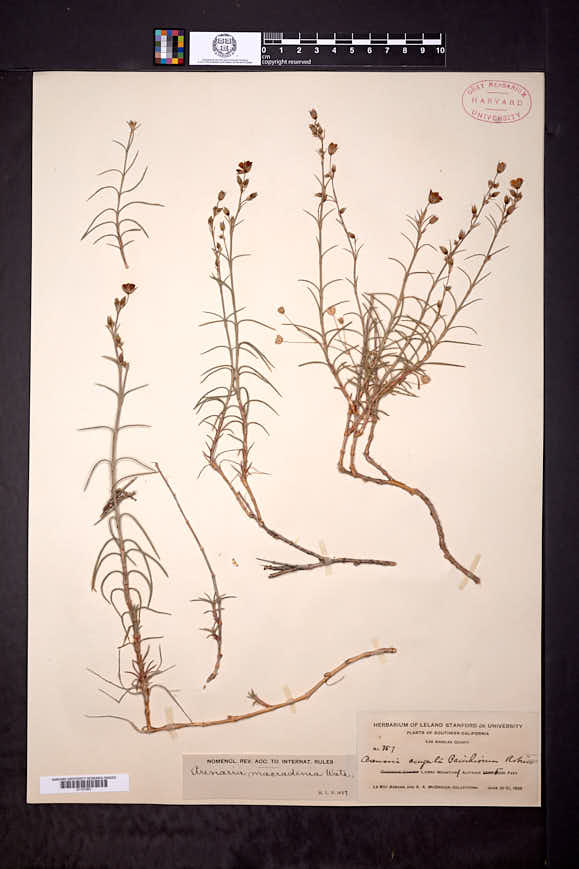 Arenaria macradenia var. macradenia image