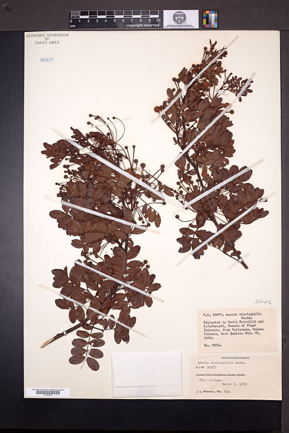 Acacia choriophylla image