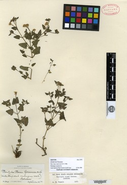 Image of Perityle rosei