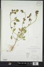 Solanum physalifolium var. nitidibaccatum image