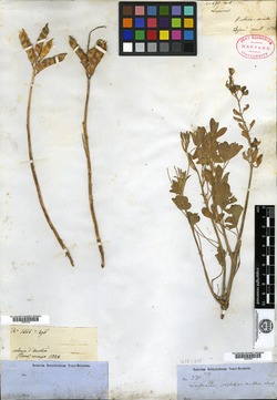 Lupinus subcarnosus image
