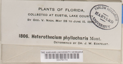 Sporopodium phyllocharis image