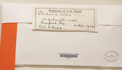 Cladonia leptothallina image