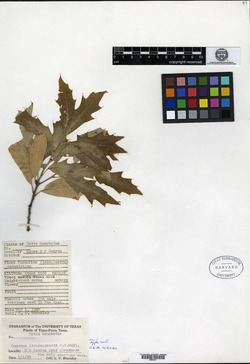 Quercus x inconstans image