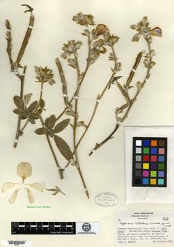 Image of Tephrosia abbottiae