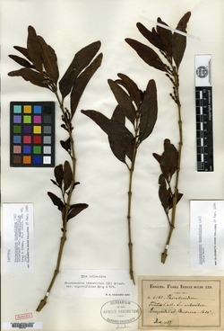 Image of Phoradendron hexastichum