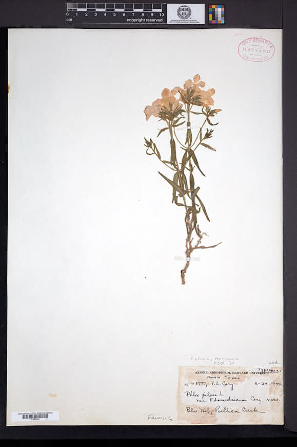 Phlox villosissima image