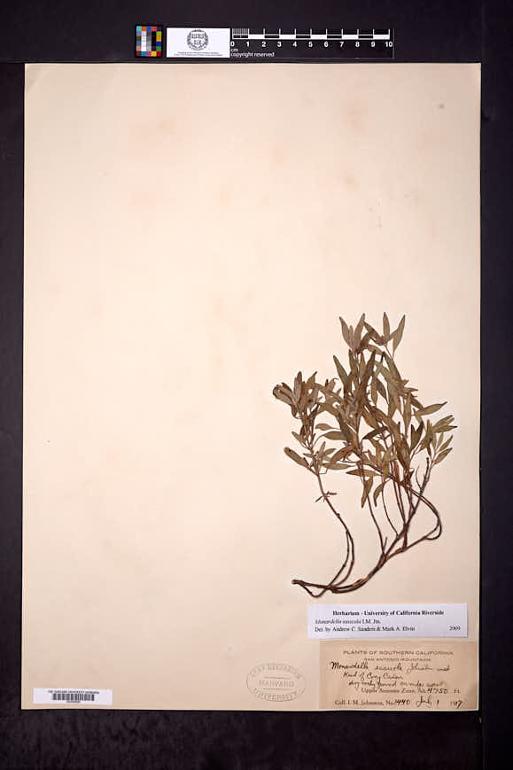 Monardella saxicola image