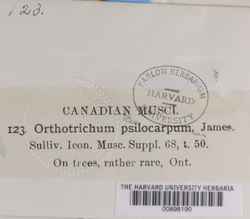 Orthotrichum pusillum image