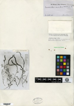 Image of Amaranthus annectens