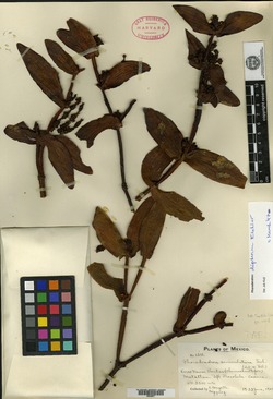 Image of Phoradendron dipterum