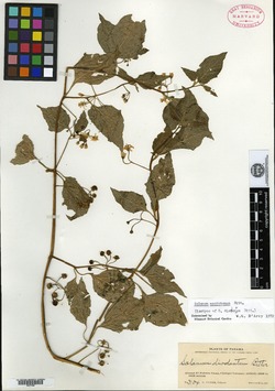 Solanum diodontum image