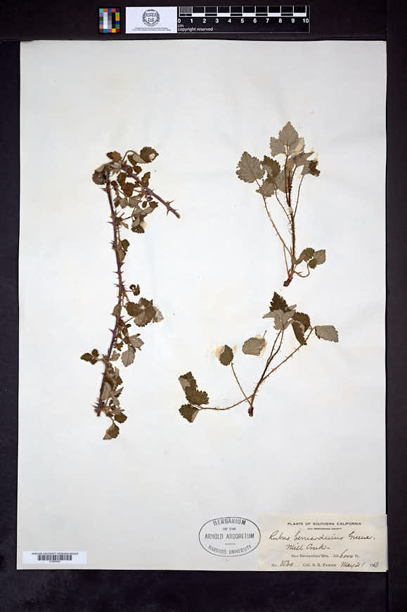 Rubus bernardinus image