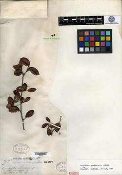 Coccoloba geniculata image