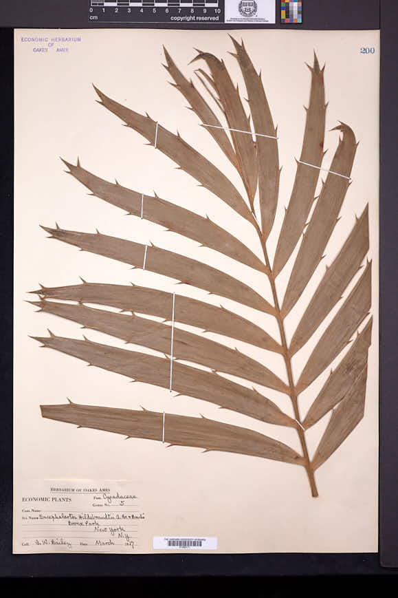 Image of Encephalartos hildebrandtii