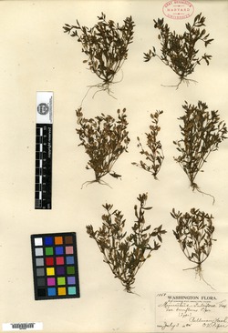 Image of Erythranthe breviflora