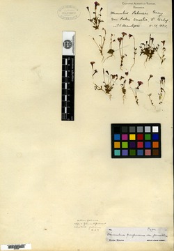 Image of Erythranthe purpurea