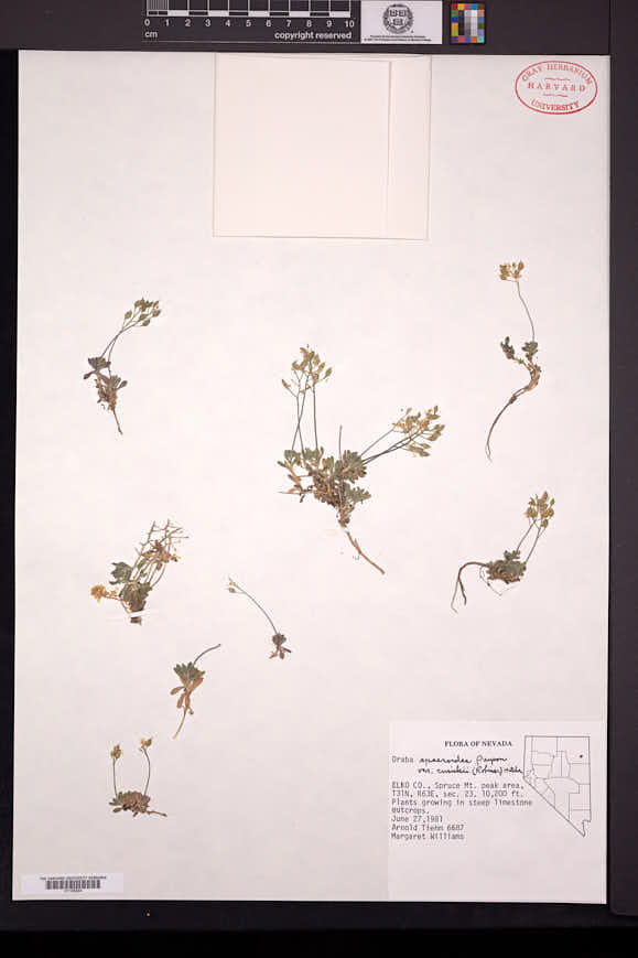Draba cusickii var. pedicellata image