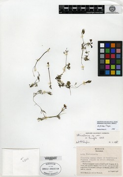 Utricularia perversa image