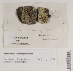 Parmeliopsis ambigua image