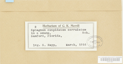 Sphagnum cuspidatum var. serrulatum image