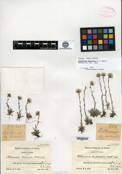 Image of Antennaria hudsonica