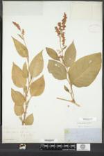 Persicaria orientalis image