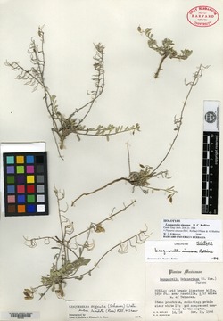 Physaria sinuosa image
