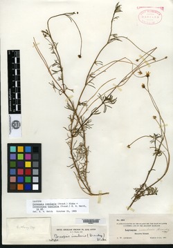 Image of Coreopsis insularis